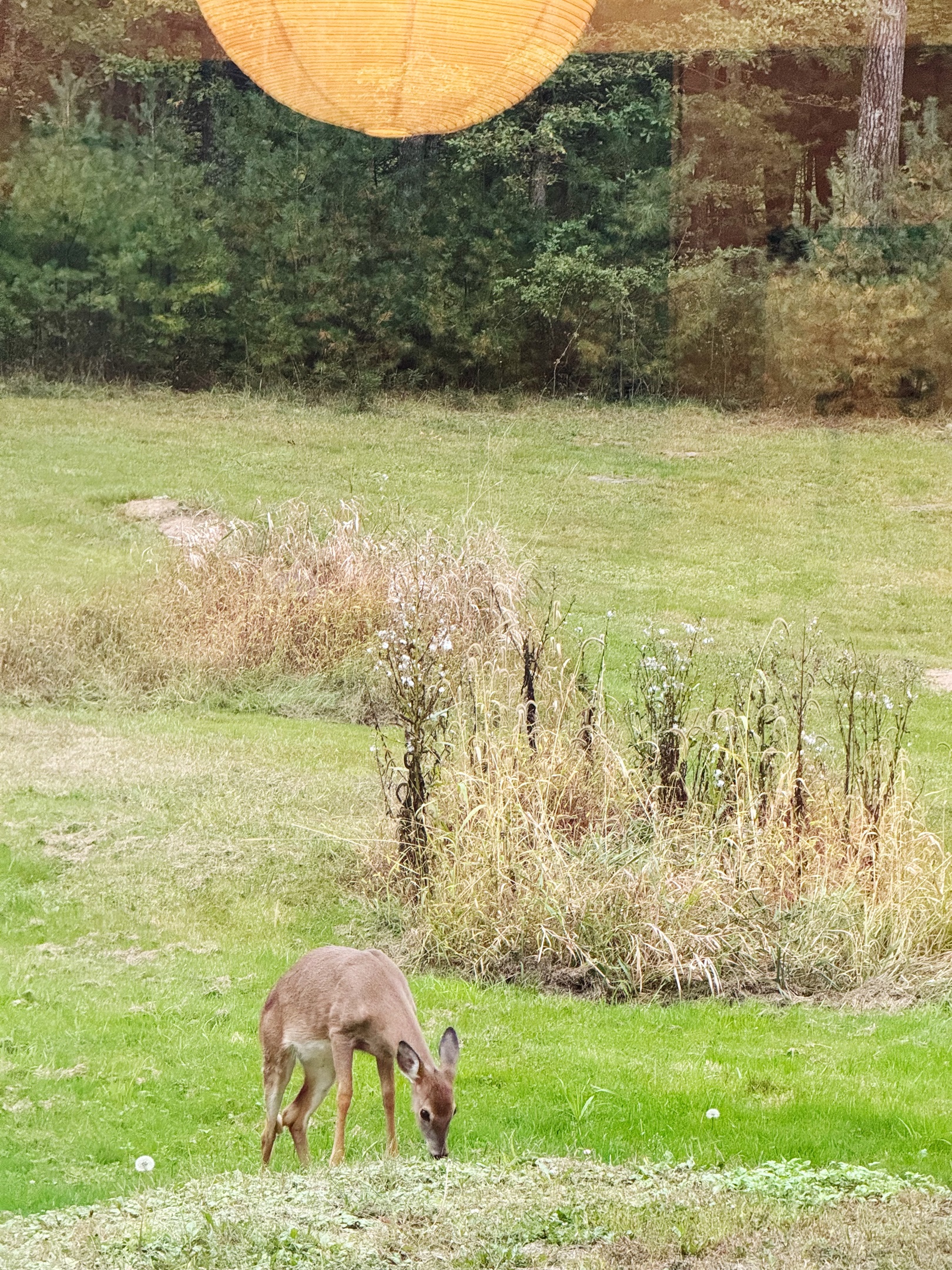 Deer love to pass through the field.