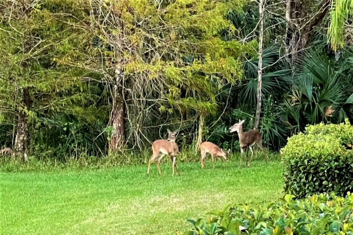 Local wildlife