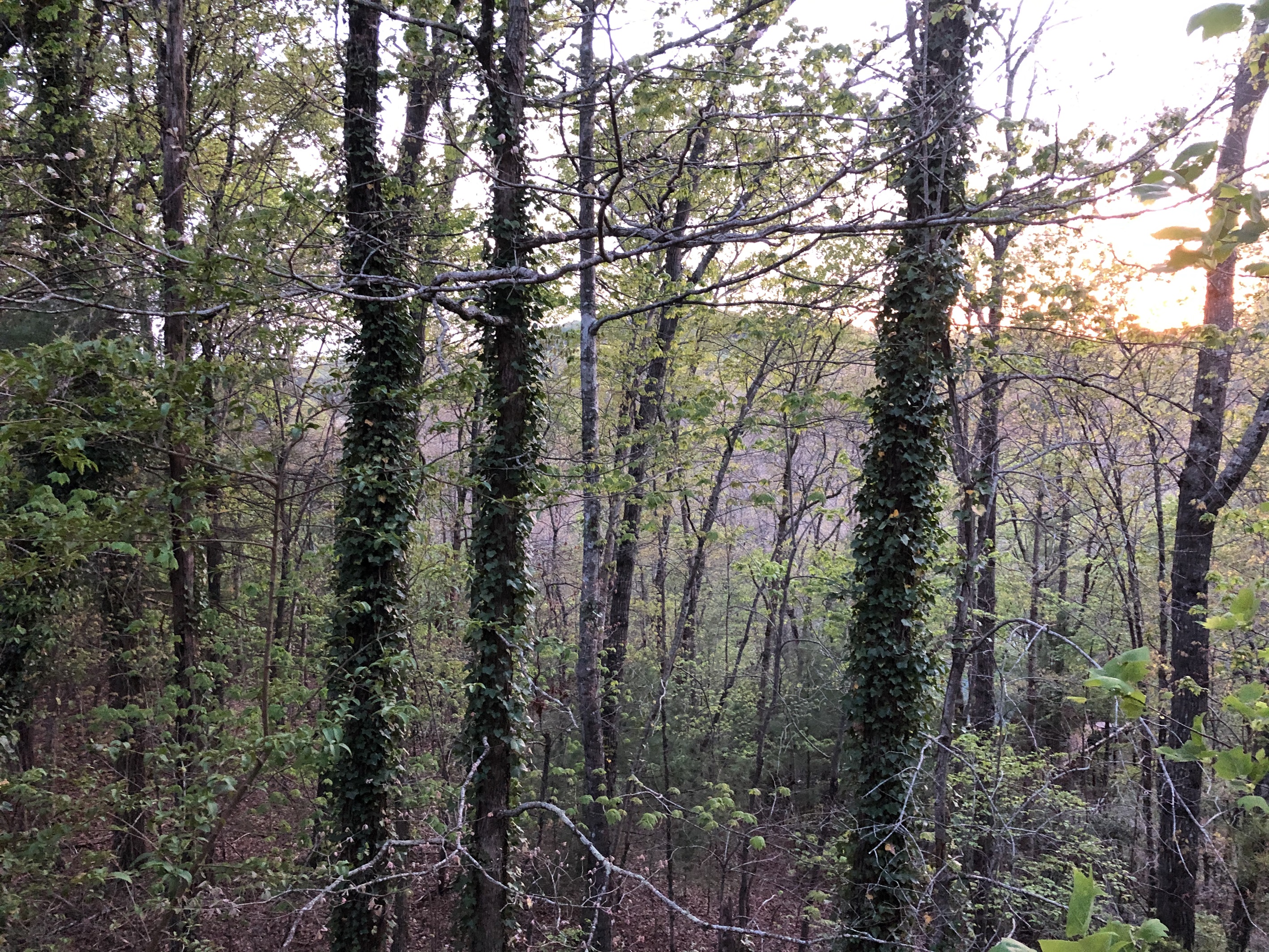 Views from Great Deck
