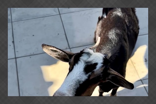Occasionally you may get a visitor.  If you leave the driveway gate open, goats, roosters and dogs will stop by for a snack. 