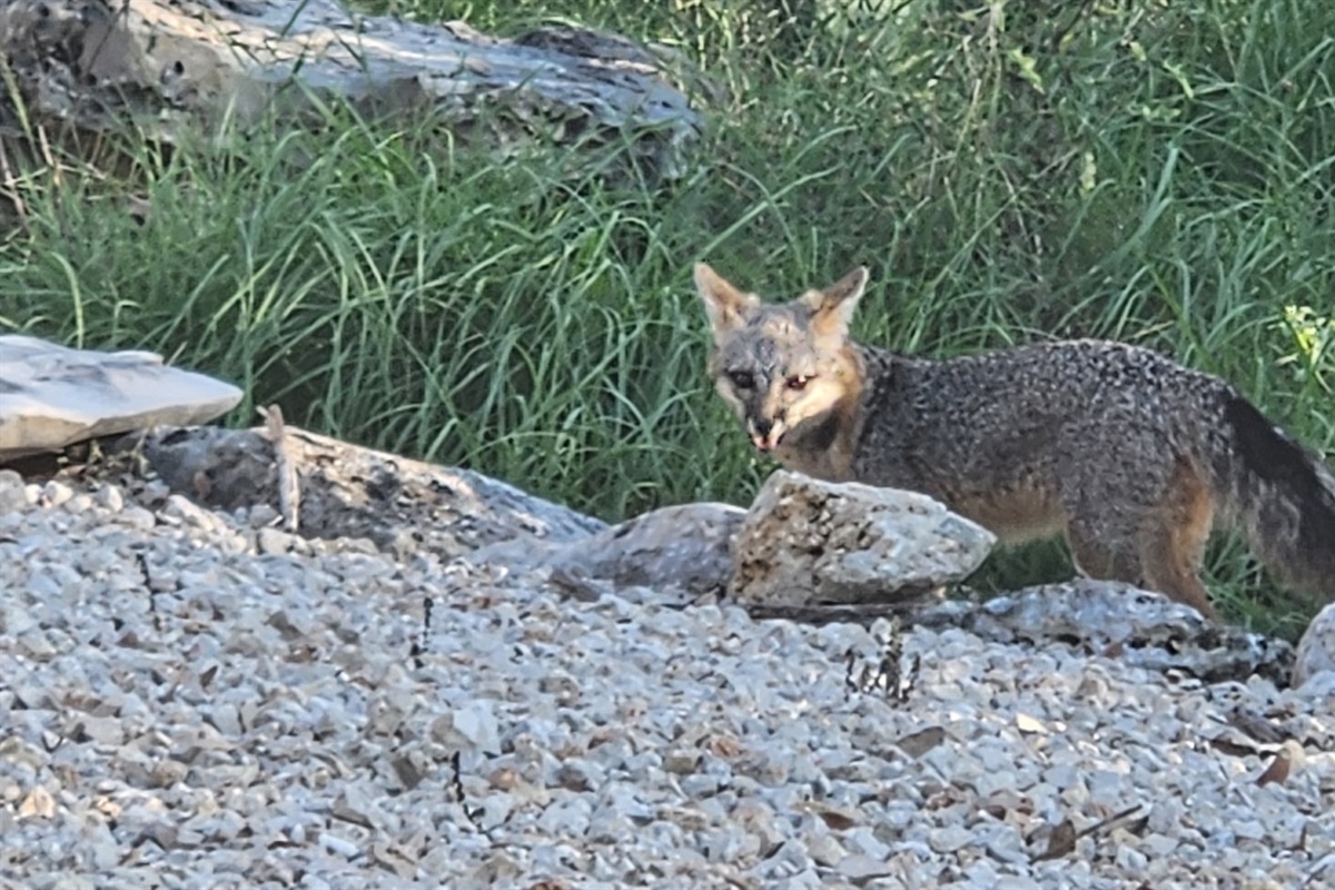 Foxes visit the property daily