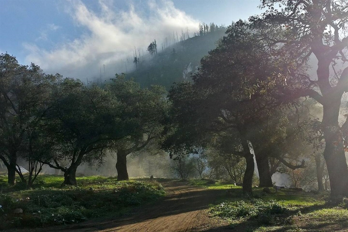 Trees