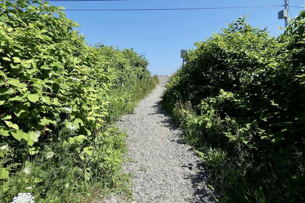 Pathway to the beach!!