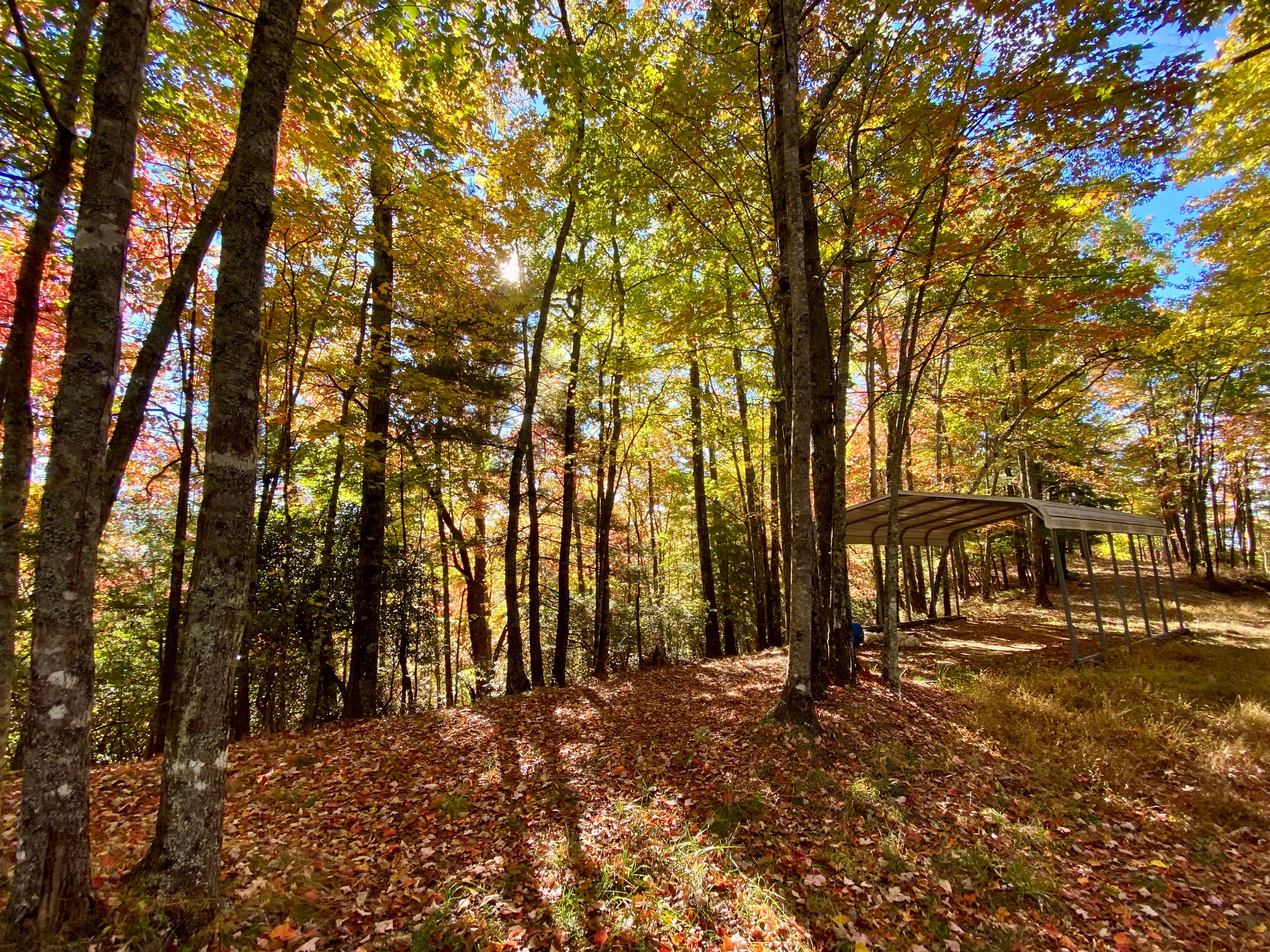 Fall colors