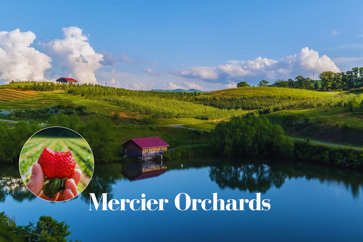 Savor the charm of Mercier Orchards with fresh produce, baked treats, and scenic countryside views.