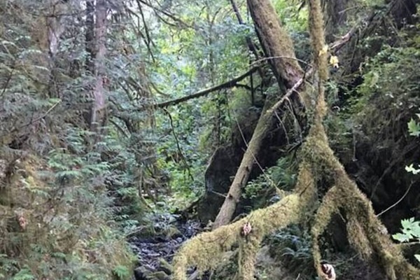 One of many creeks in the forests