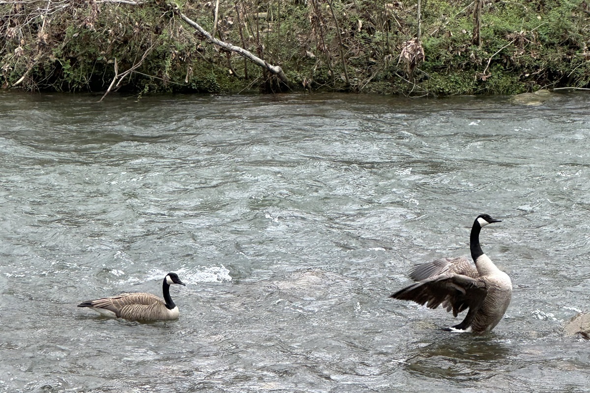 Nature at the creek