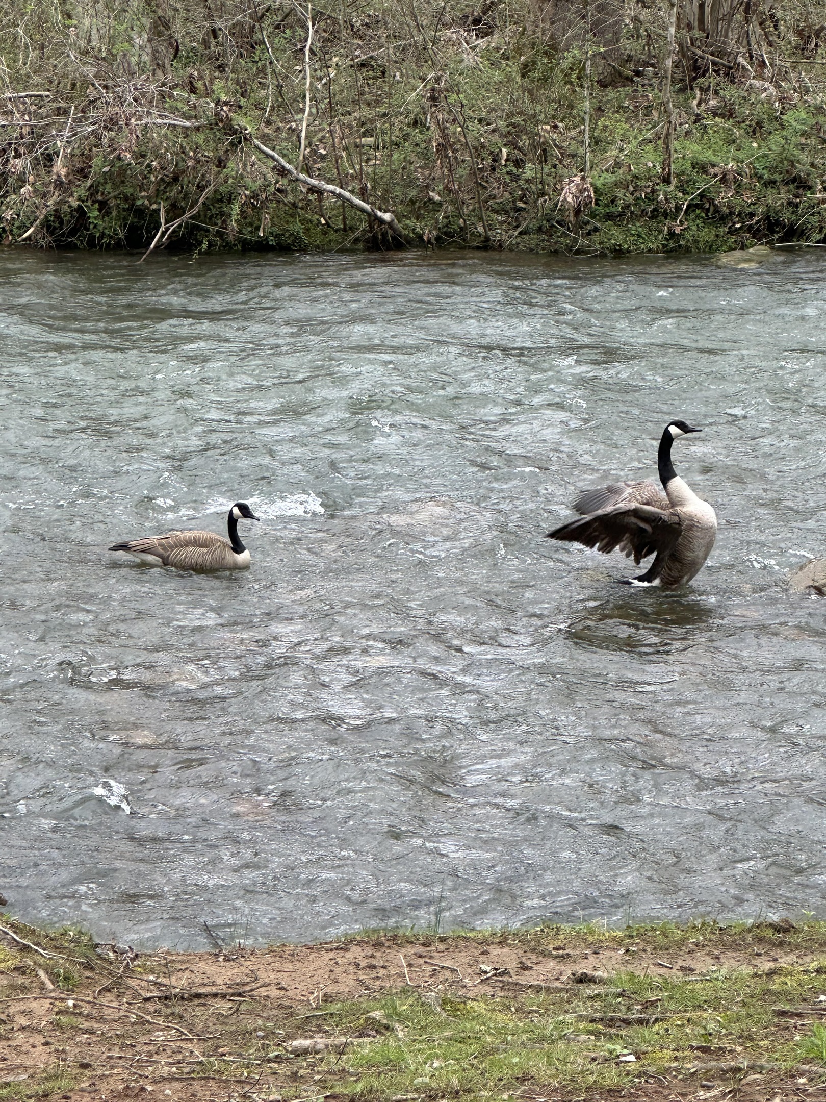 Nature at the creek