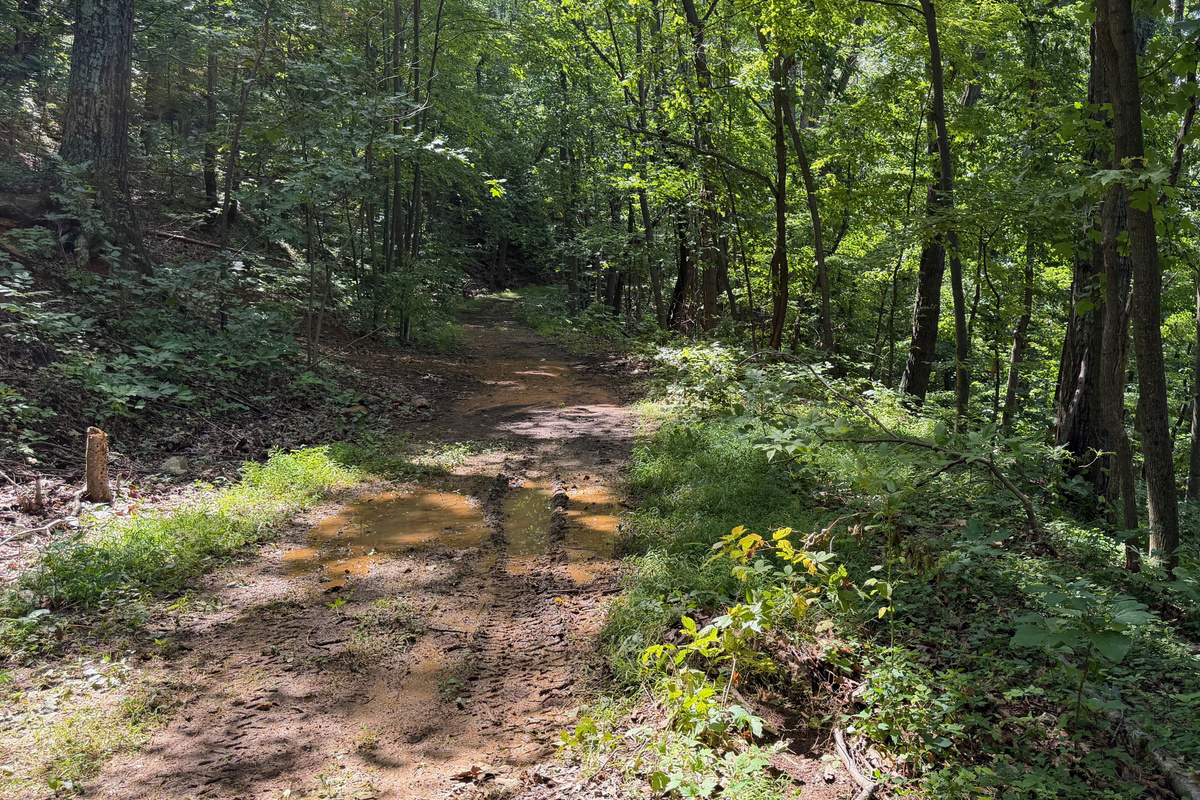 Numerous trails are on the 26 acre property, which you are free to use. We do have many wild animals to enjoy watching, but do take care and be safe. Read through the Guest Welcome Book about safety before you venture off.