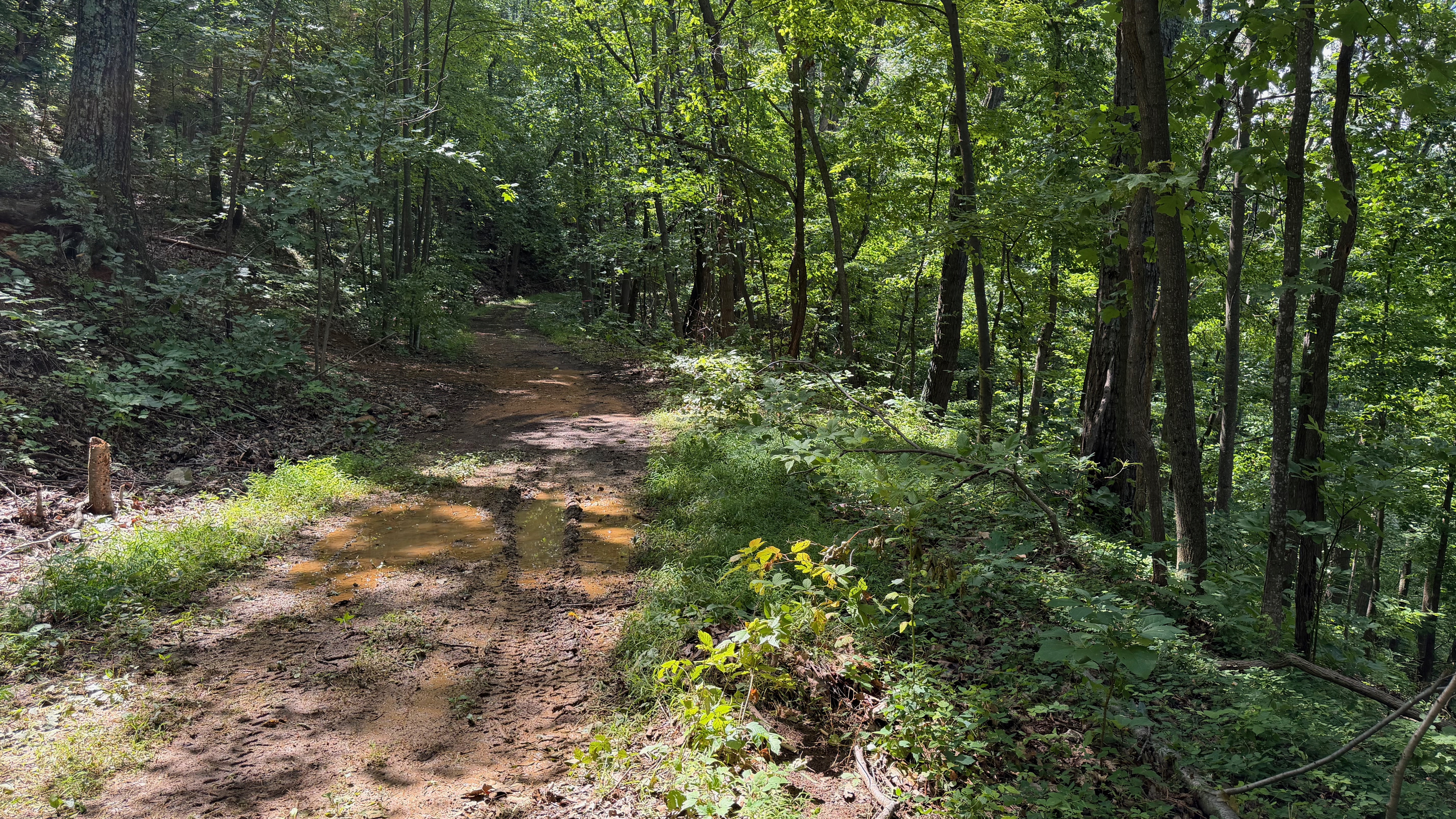 Numerous trails are on the 26 acre property, which you are free to use. We do have many wild animals to enjoy watching, but do take care and be safe. Read through the Guest Welcome Book about safety before you venture off.
