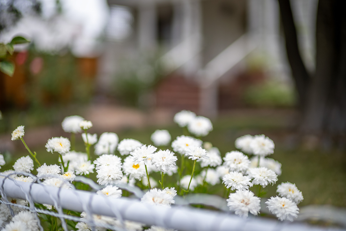 Shasta Daisy's on the property