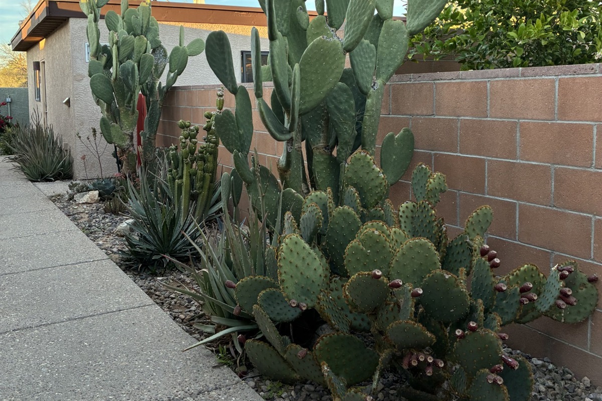 Walkway from casita M to pool area.