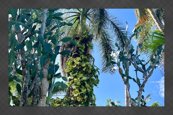 Monstera leaves cover the tall palm next to Laguna Azul.  There's a wide range of plants within the garden.  
