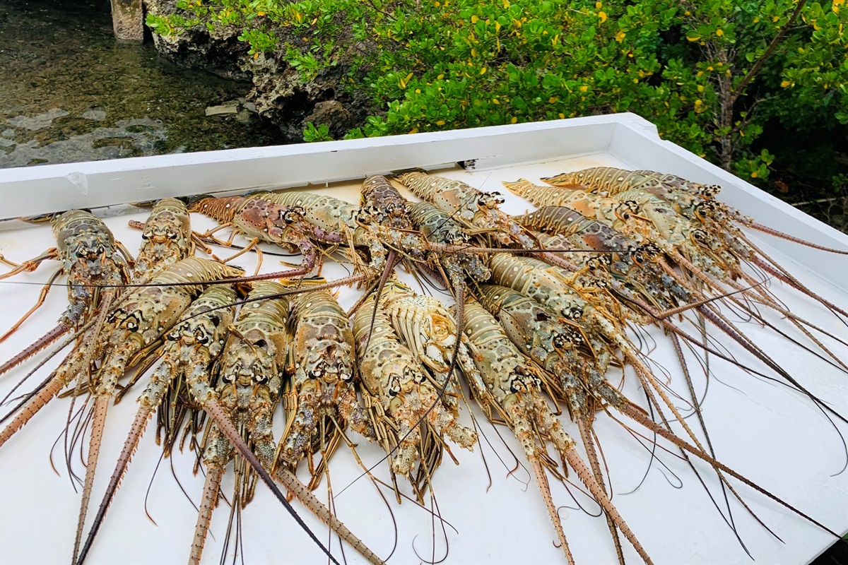 Lobster Season opens August 1st to March 31st.