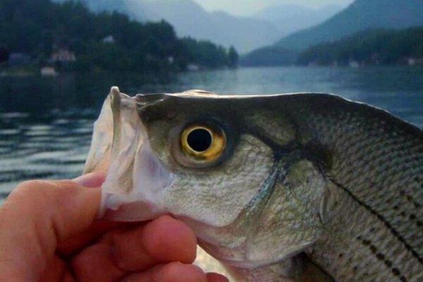 Great fishing in our lake and nearby Lake Lure!
