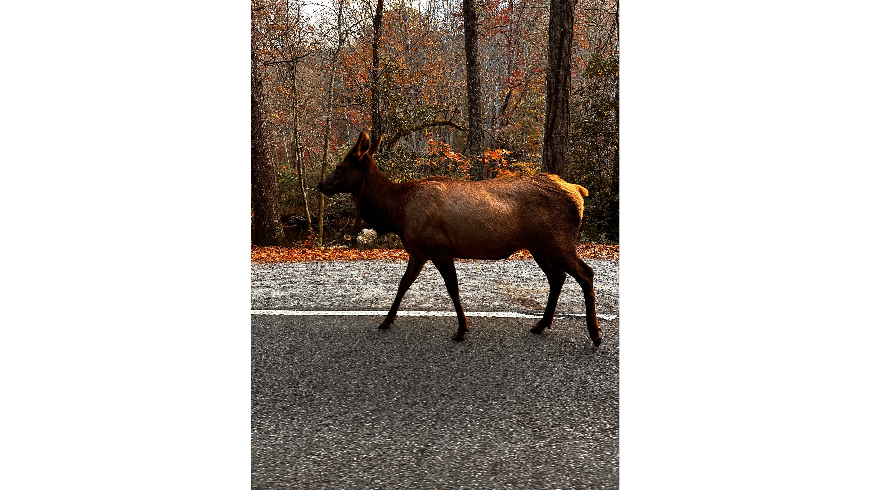 Elk in Cherokee