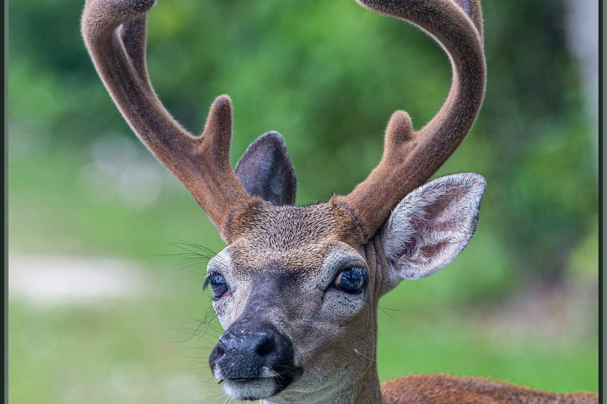 Big Pine Key Deer. Only place in the world to see these deer