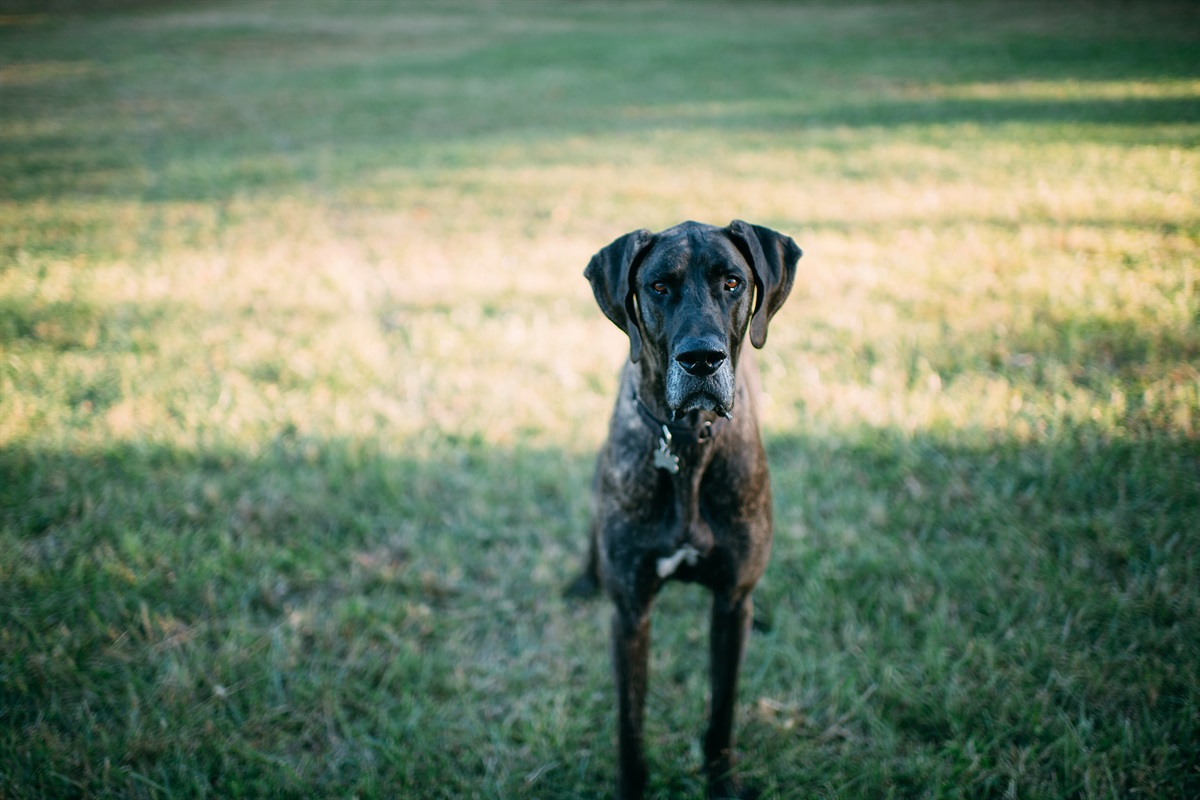Pet Friendly- $50/pet, per stay