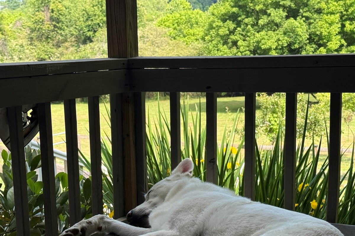 Nap Time in the shade under the Ceiling Fan on Porch