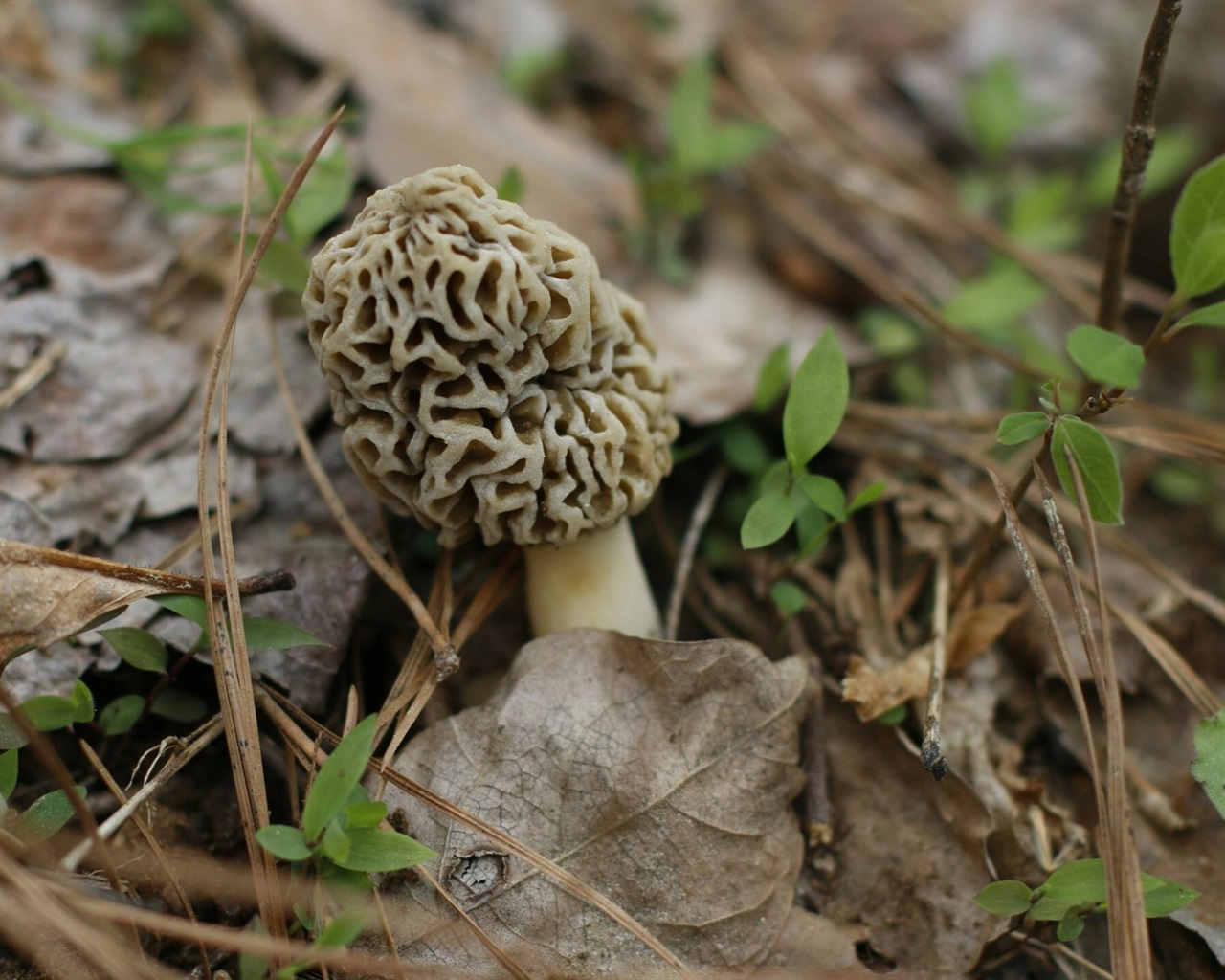 morel mushroom