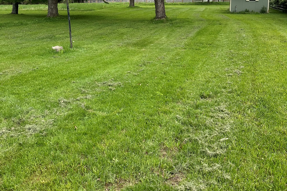 Large yard!