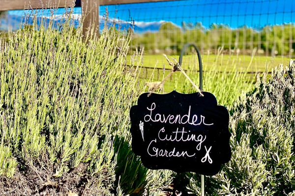 A little fragrance from the farm. Our lavender cutting garden invites you to slow down, breathe deeply and snip stems to take home. 