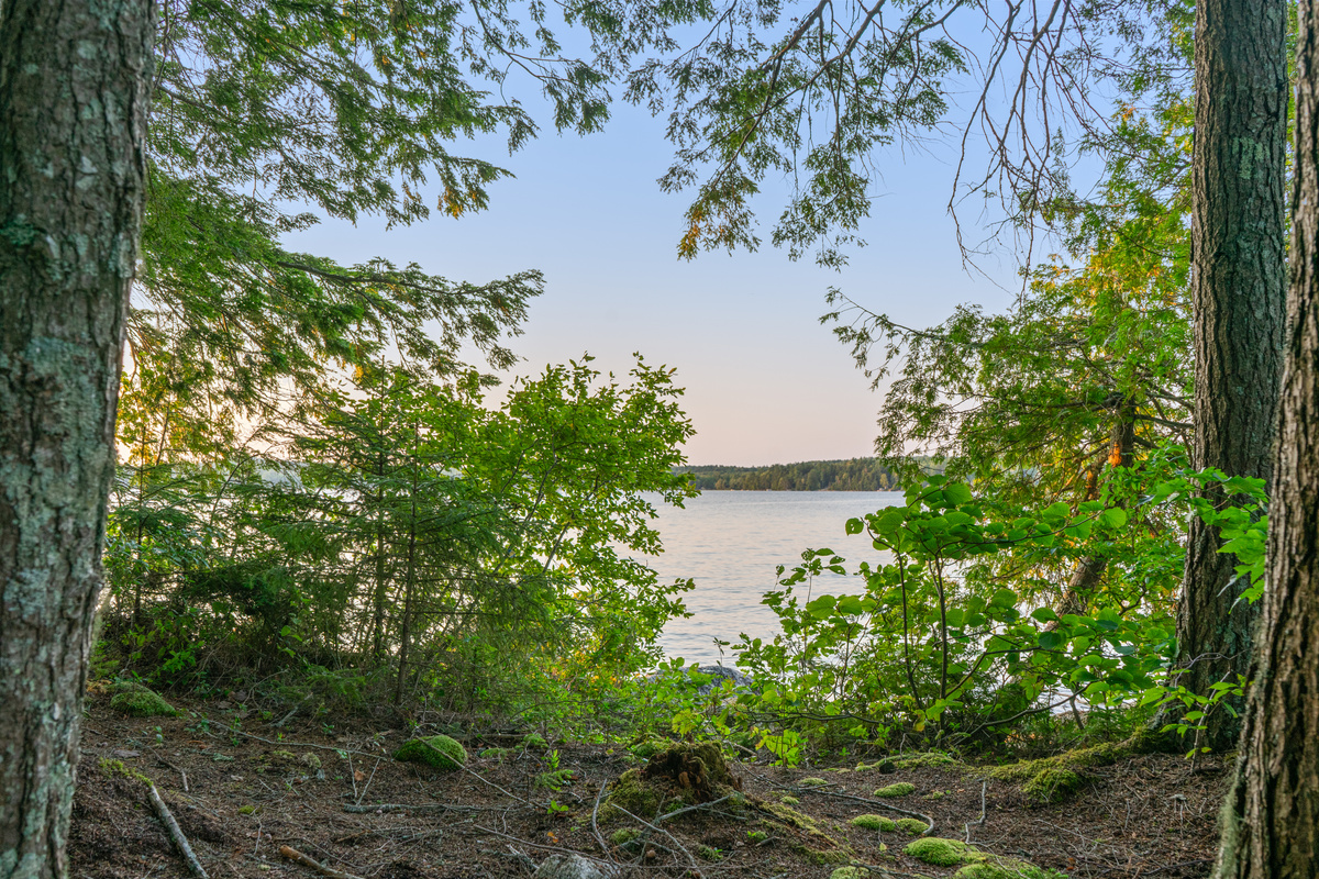 Water view from the front of the camp at Loonrise Point! Lush pine canopy and leafy branches frame open lake vistas over Beech Hill Pond in Otis, ME. Relax in the shade, listen to loons, and take in serene Maine wilderness on your private point.