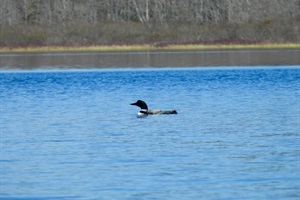 Local loon that lives on Long Pond!