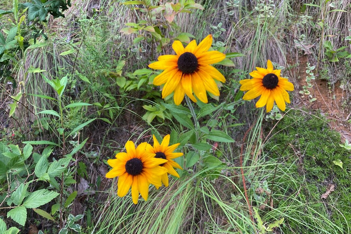 Wildflowers are abundant in the mountains of North Georgia! 