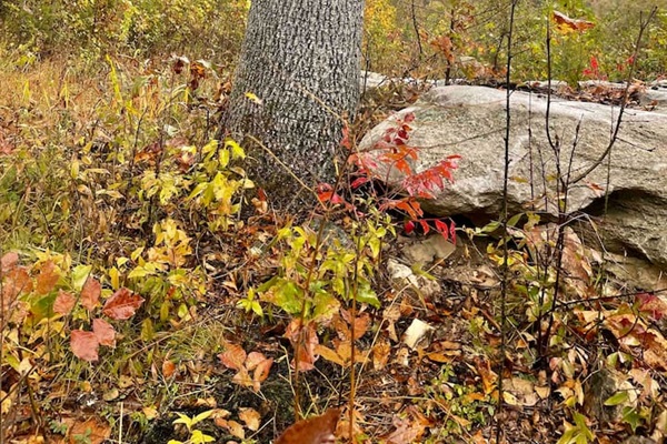 There’s nothing like the October colors in our little slice of the forest. Fall foliage just hits different in Newton County.  