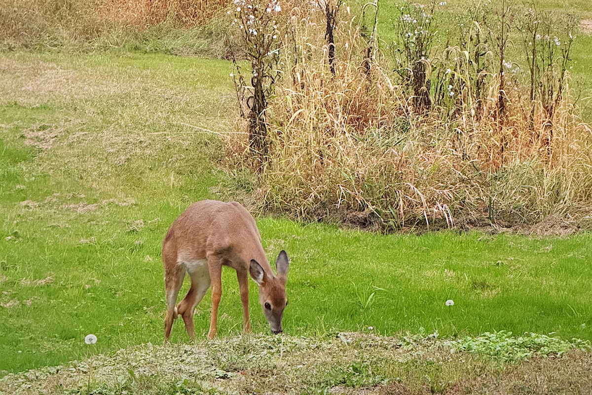 The deer love to pass through the field.