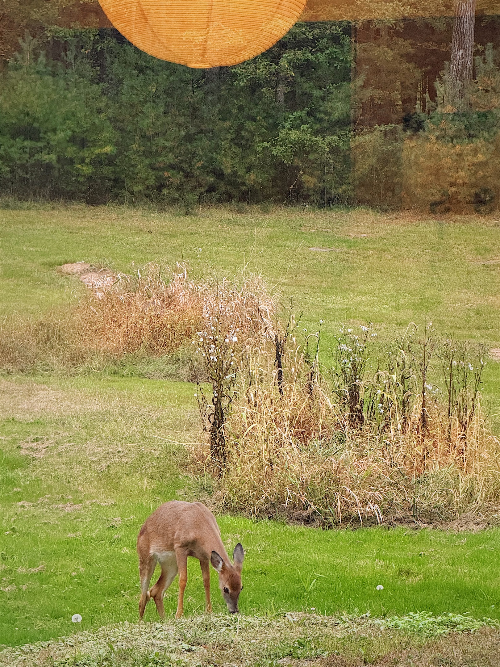 The deer love to pass through the field.