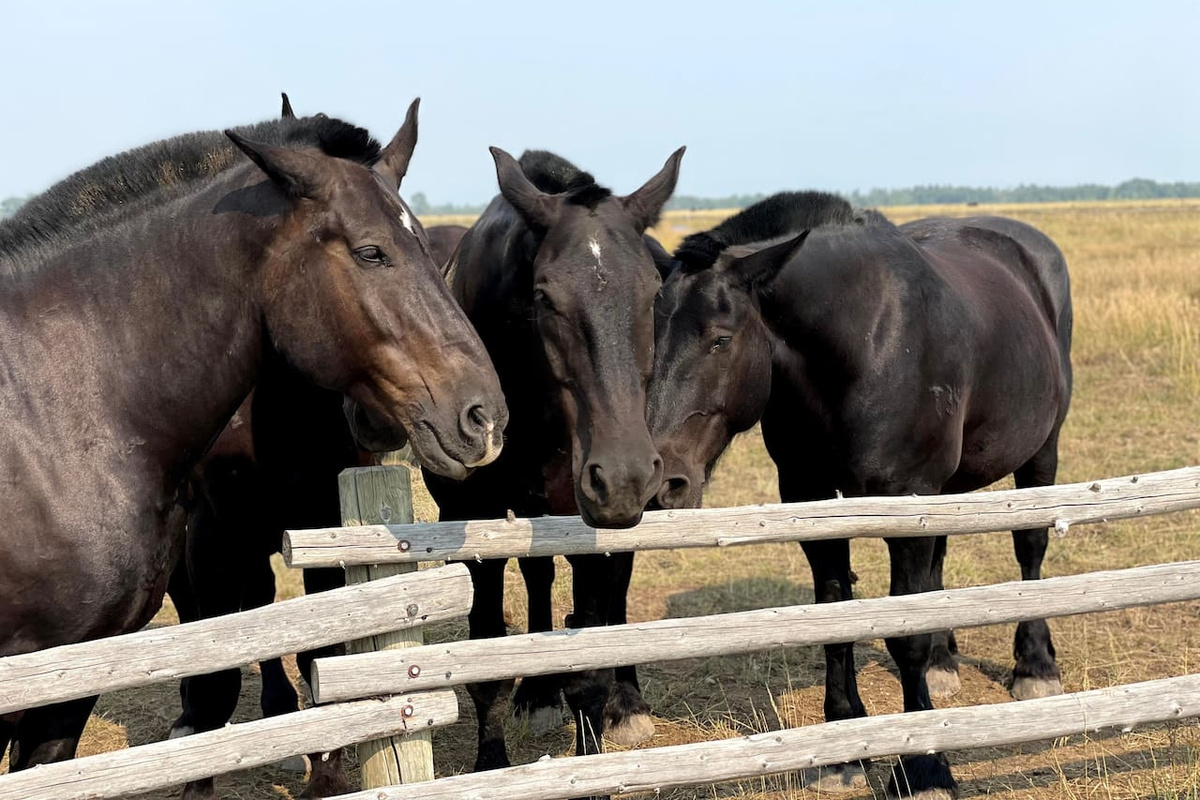 Enjoy horseback riding, just a few miles away!  Soak in the beauty of the surrounding countryside, where you may spot nearby horses up close, adding a special and memorable touch to your stay.