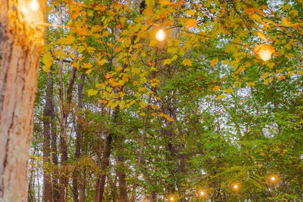 String lights hang softly in the trees, creating a magical & peaceful atmosphere. 