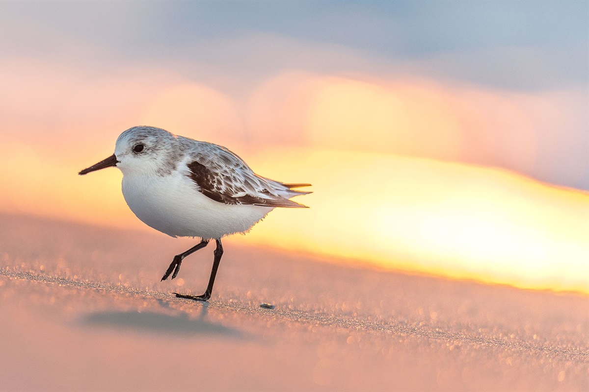 Watch shore birds and wildlife on our beach