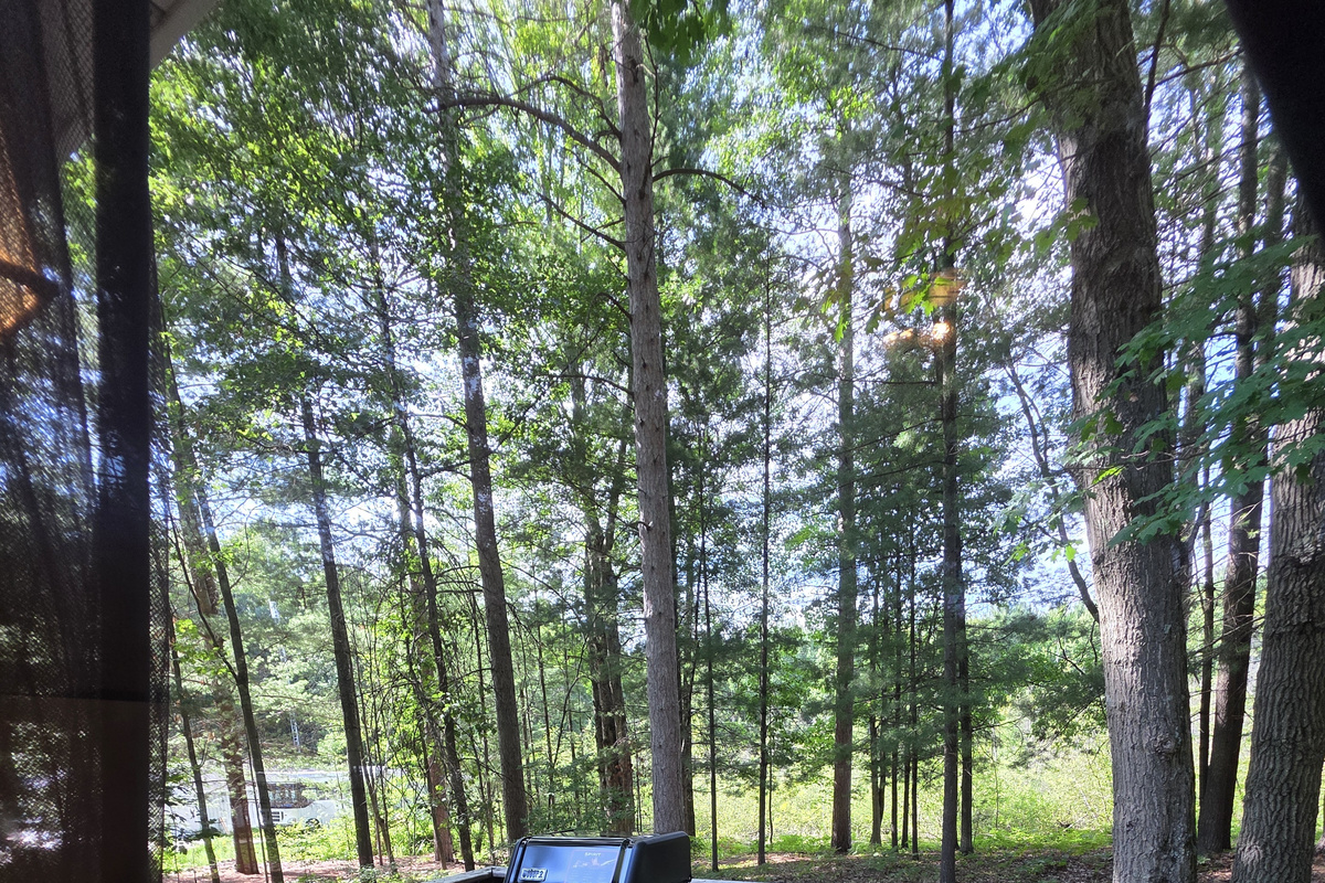 Back yard