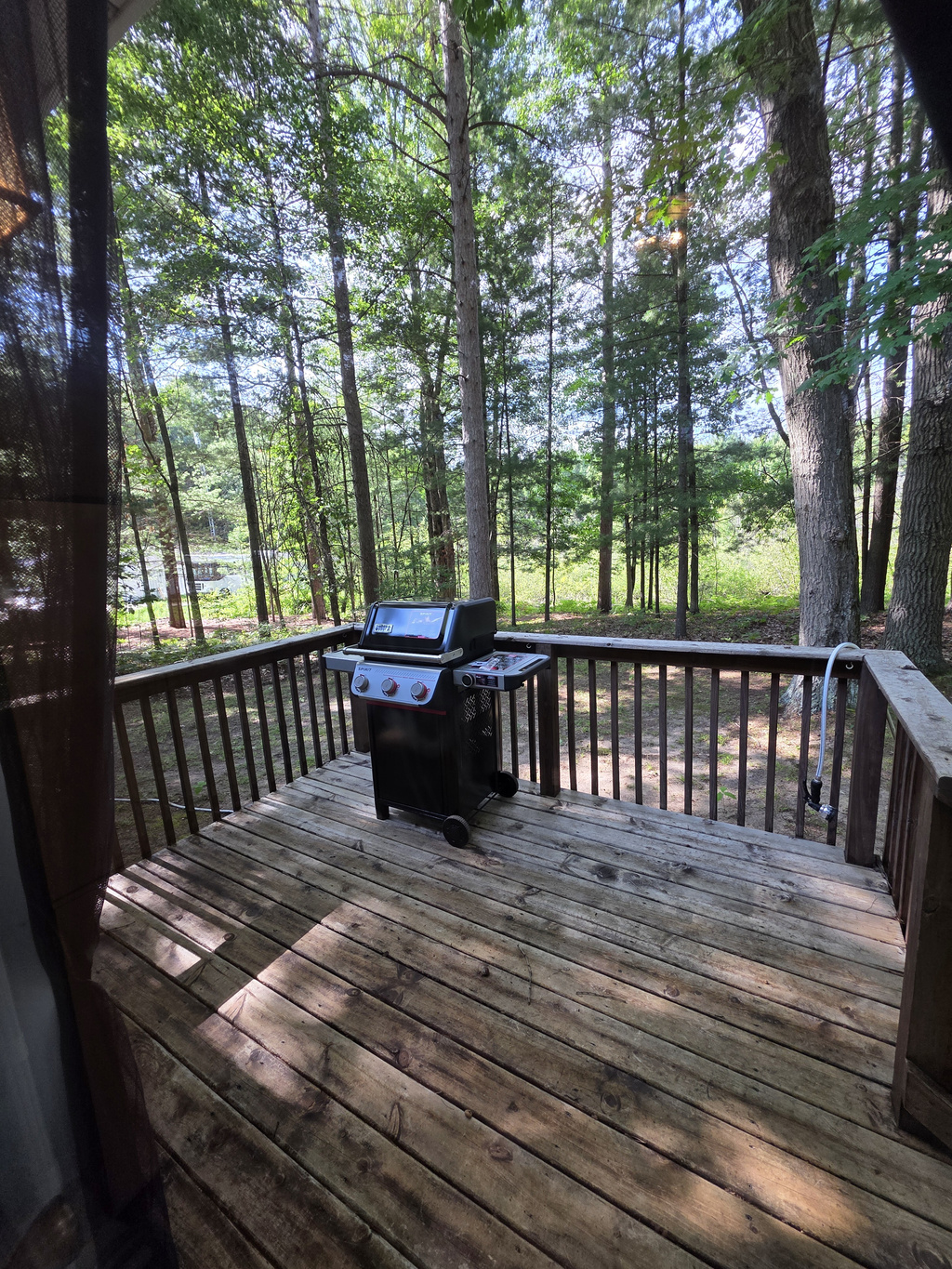 Back yard
