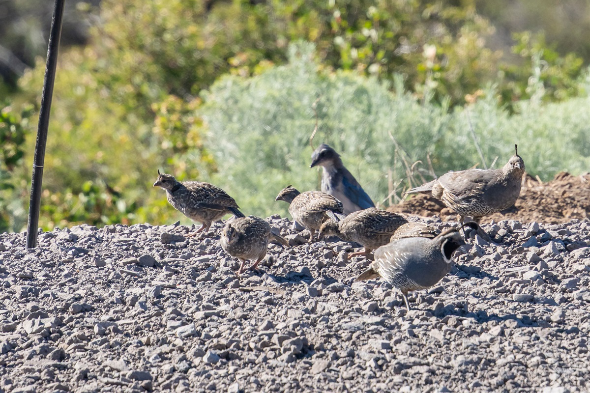 Take In The Wildlife On The Property