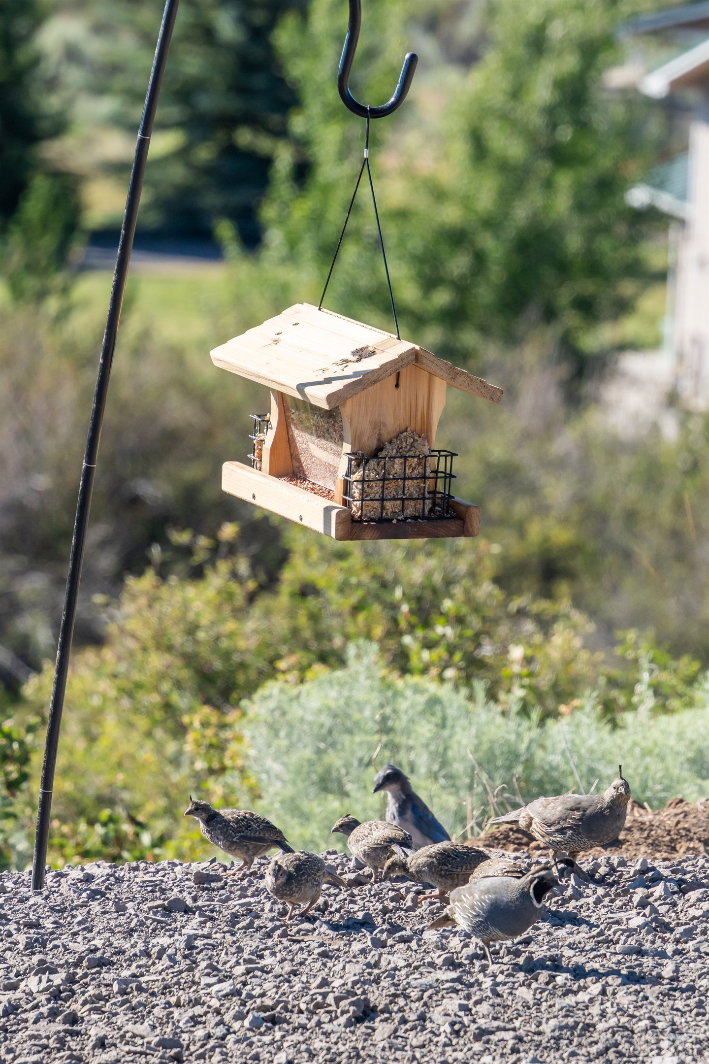 Take In The Wildlife On The Property