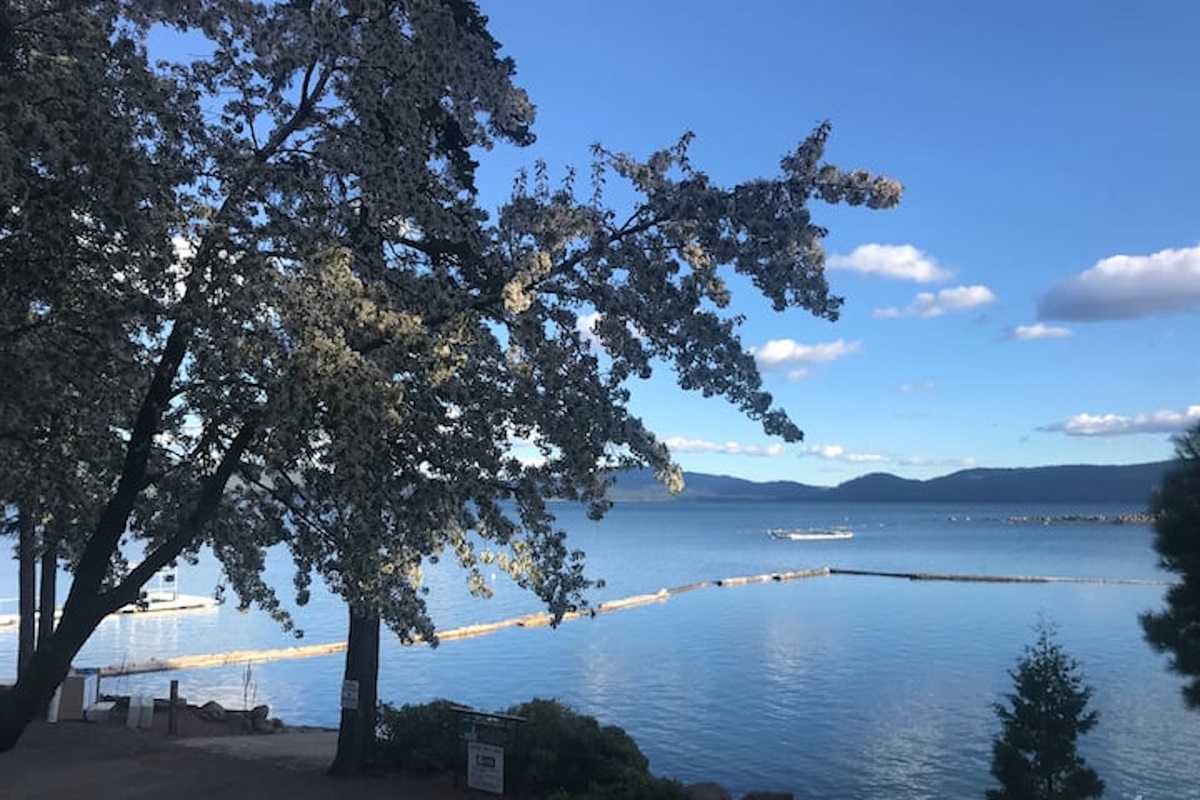 Cherry tree view from cabin 11 deck