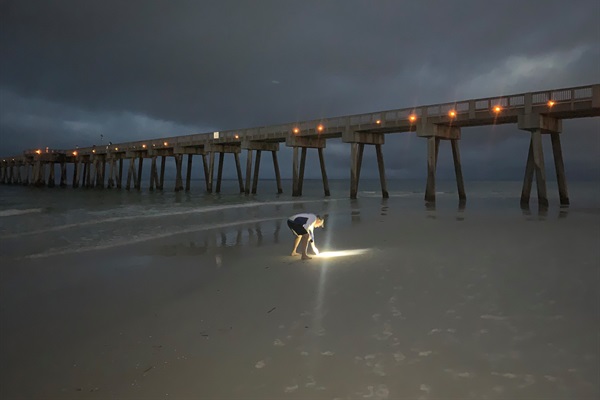 Early Morning Walk & Seashell Hunt