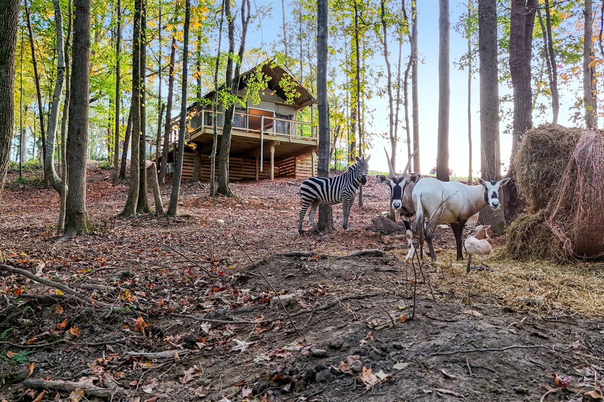 Unique Retreat: Revel in a woodland escape with friendly wildlife at your doorstep!