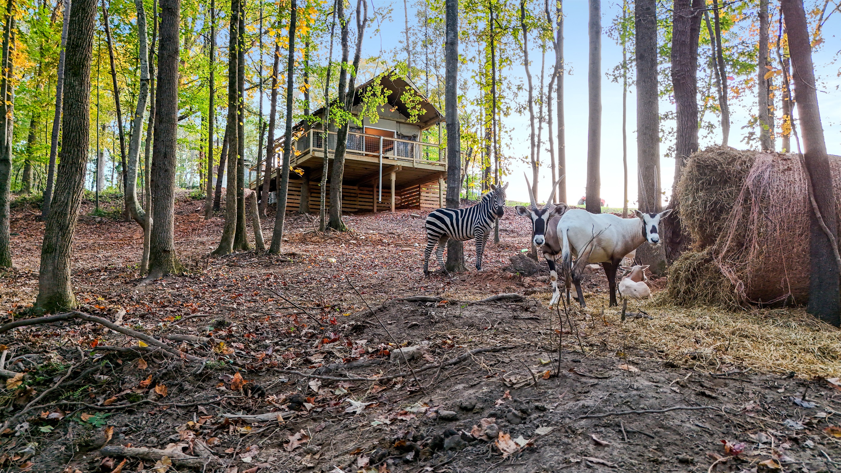 Unique Retreat: Revel in a woodland escape with friendly wildlife at your doorstep!