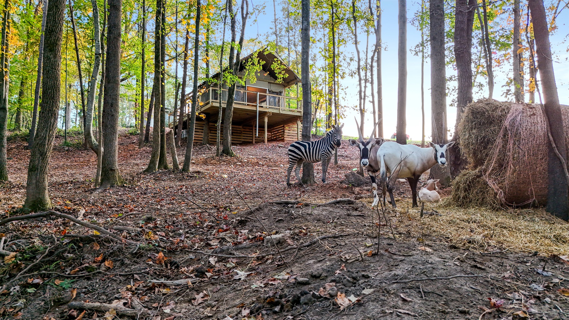 Unique Retreat: Revel in a woodland escape with friendly wildlife at your doorstep!