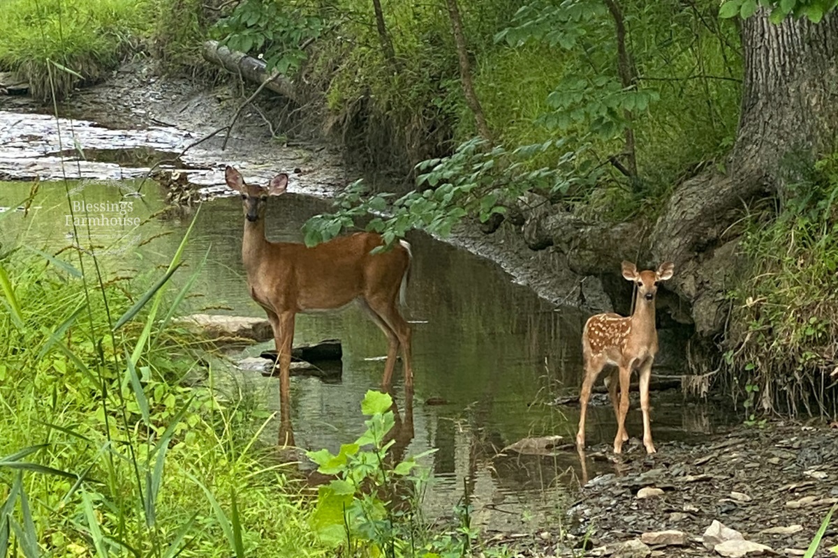 We often see wildlife on the 6 mile drive from the Farmhouse to Nashville!