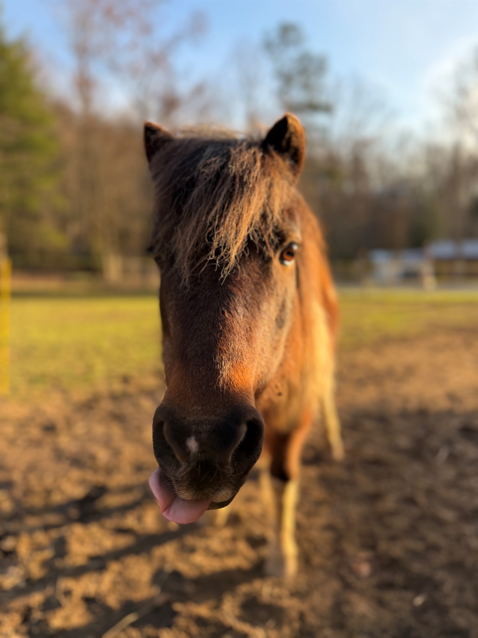 Mmmmm, Horsey Snacks!