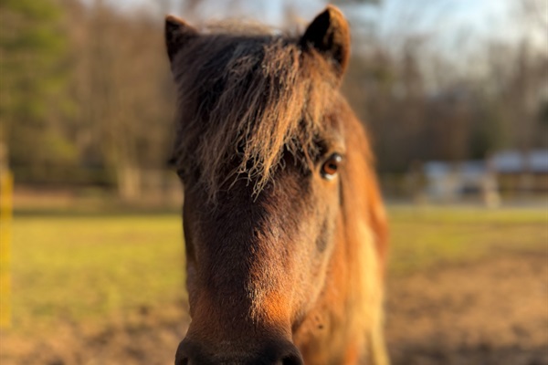 Mmmmm, Horsey Snacks!