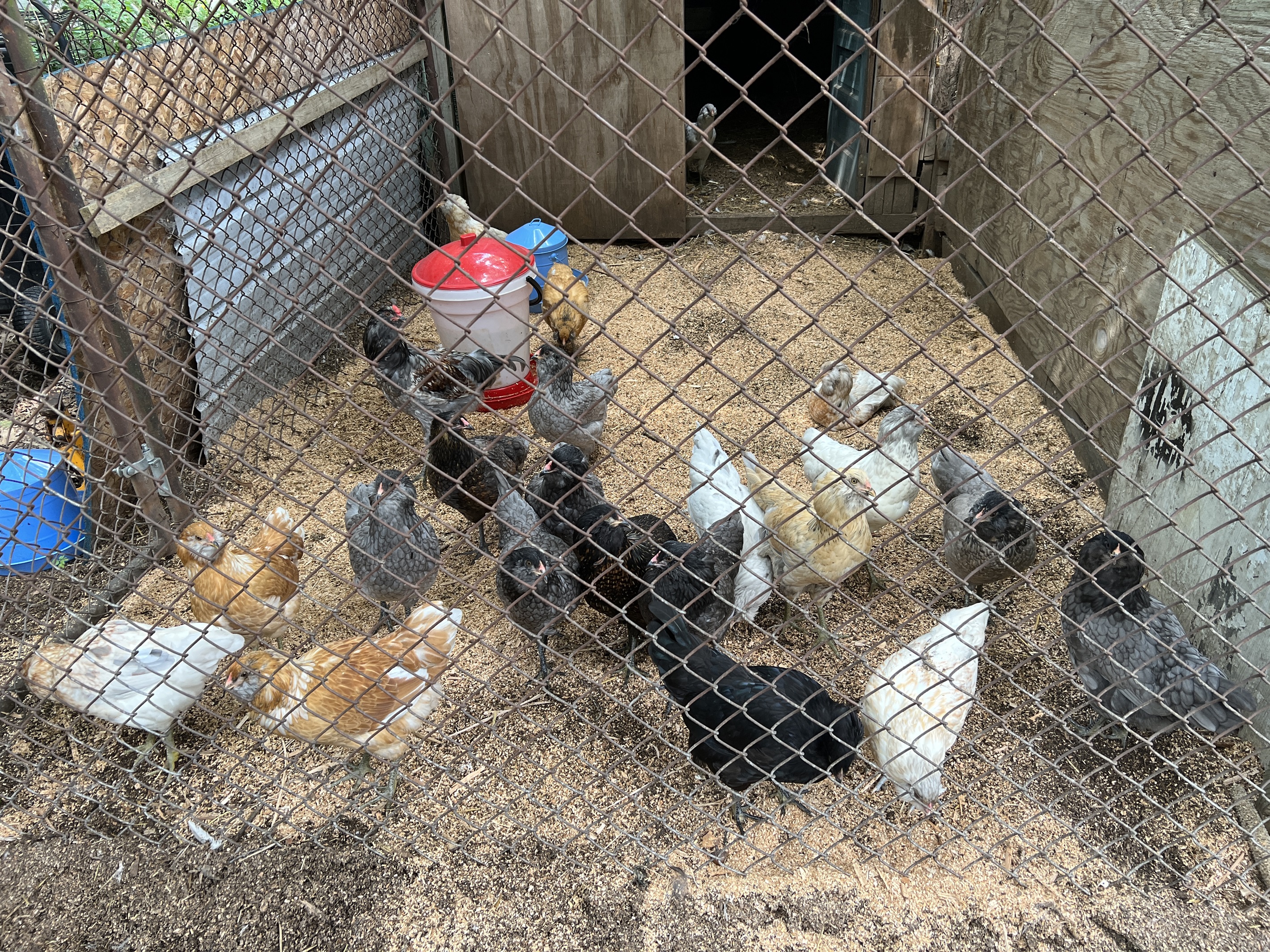 Resident chickens