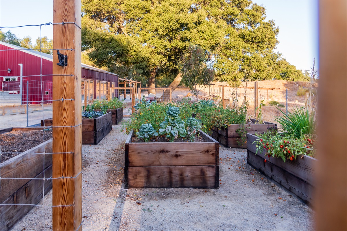 Fresh harvests from our organic garden beds.