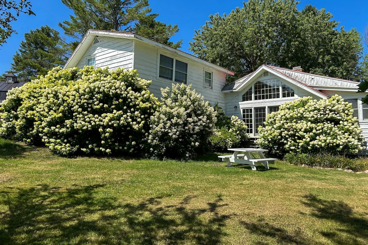 Mature hydrangeas surround the property -- shown here in full bloom!